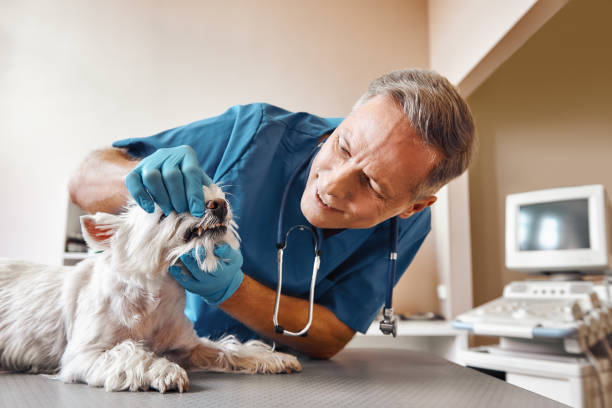 Best Emergency Dental Care for Trauma or Injury in Creve Coeur, MO